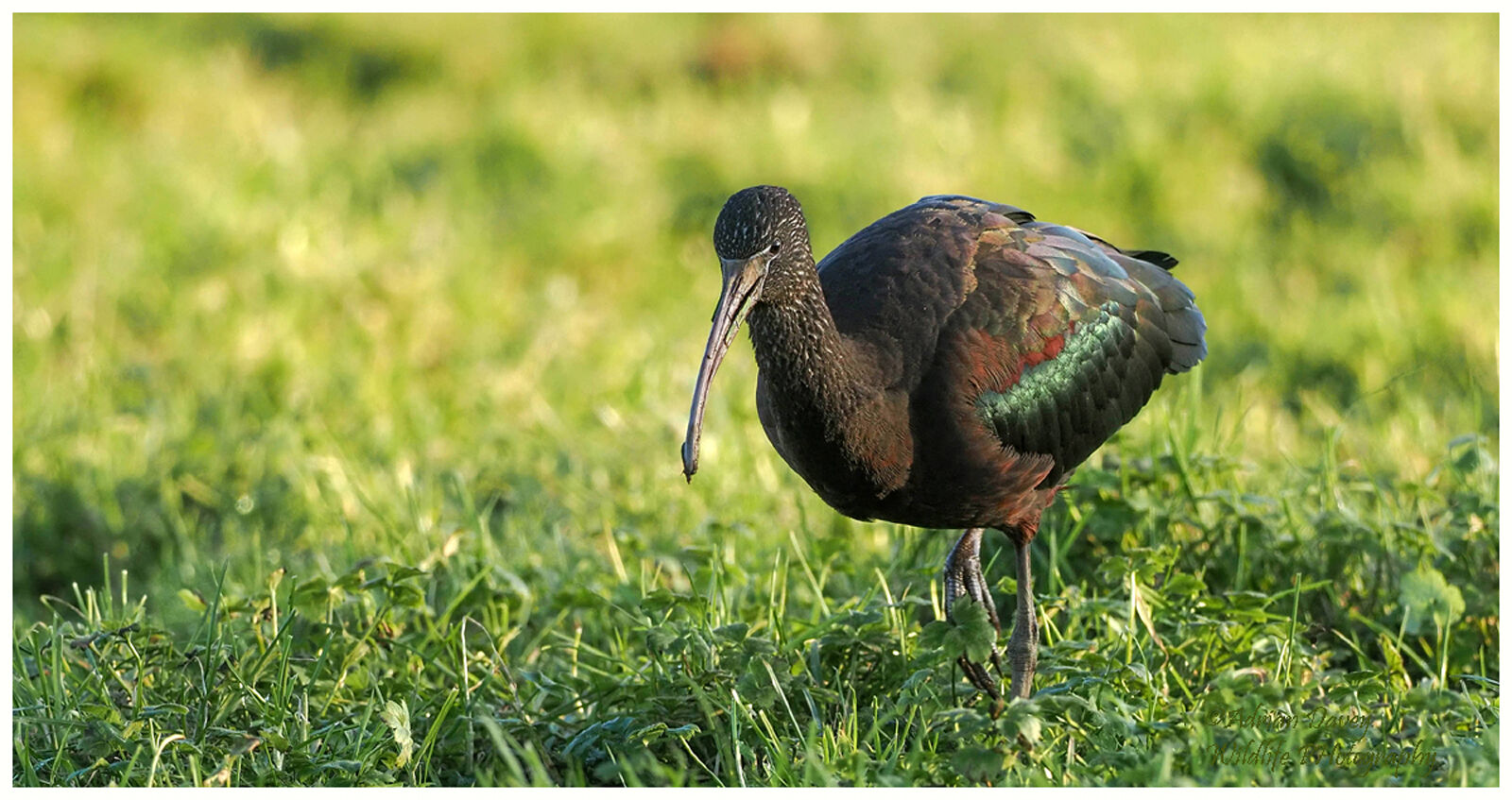 Glossy Ibis