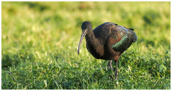 Glossy Ibis