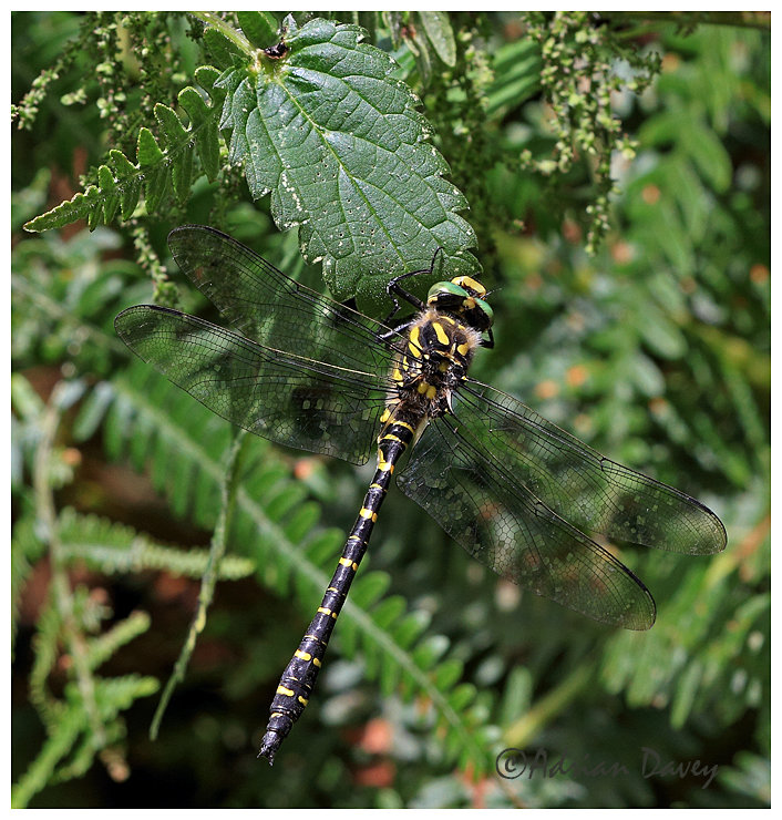 Golden Ringrd Dragonfly