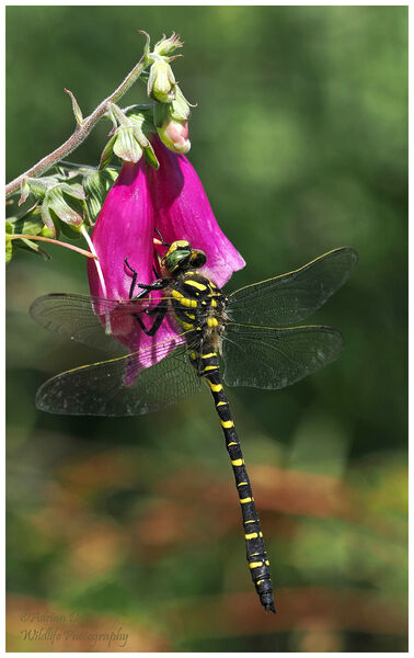 Golden Ringed Dragonfly on Foxglove