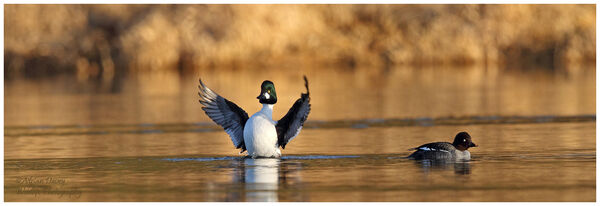 Goldeneye pair.