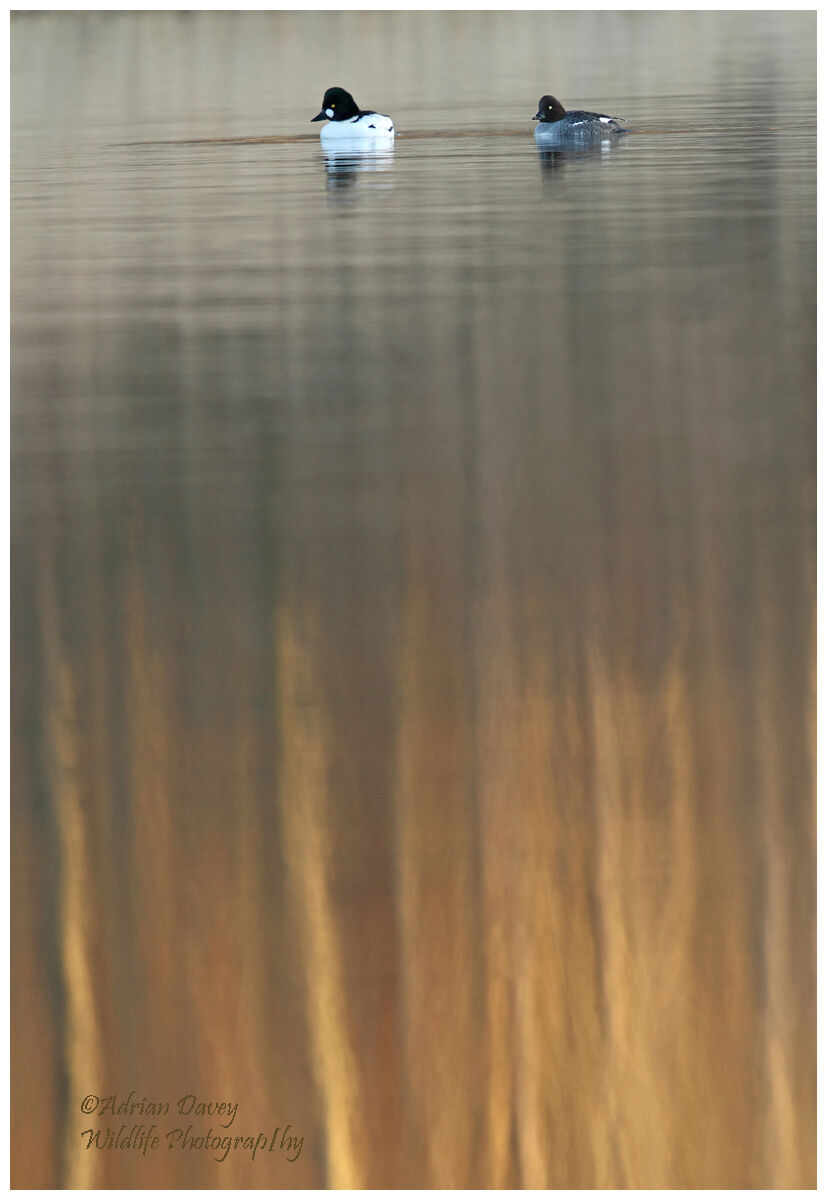 Goldeneye on deep