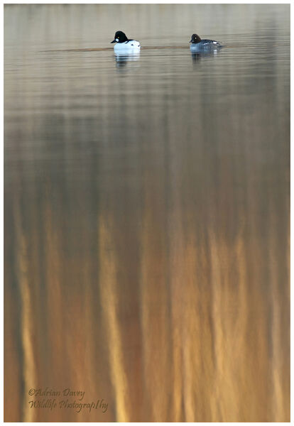Goldeneye on deep