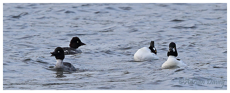 Goldeneyes display.