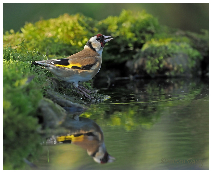 Goldfinch drinking