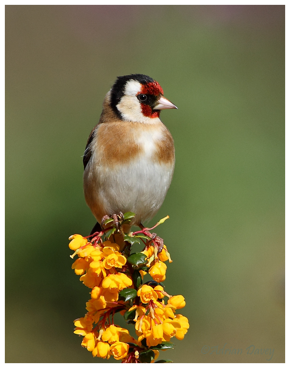 Goldfinch on Berberis