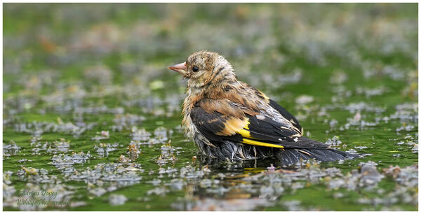 Juvenile Goldfinch bathing.
