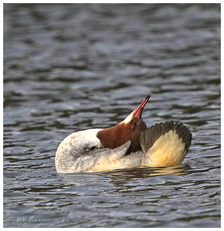 Goosander Female