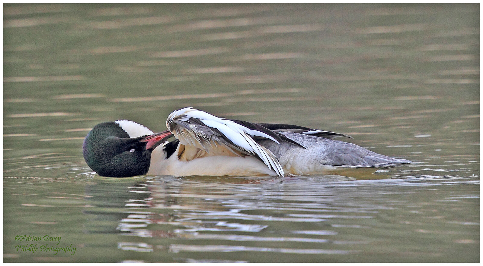 Goosander male preening