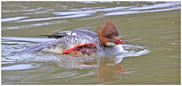 Goosander female bathing and preening