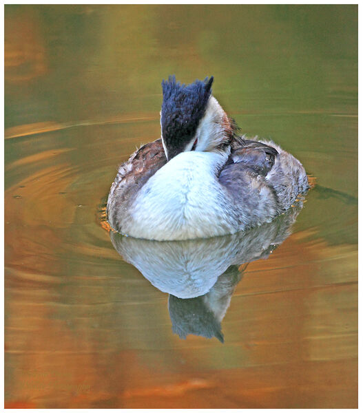 Autumn Grebe 3