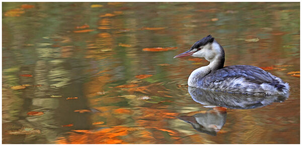 Autumn Grebe 5