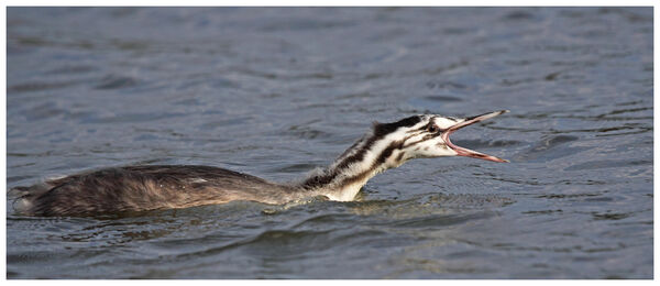 Juvinile Great Crested Grebe.
