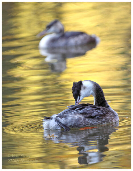 Autumn Grebe 4