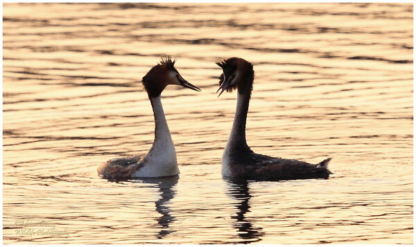 Great Grested Grebes courtship in early evening light