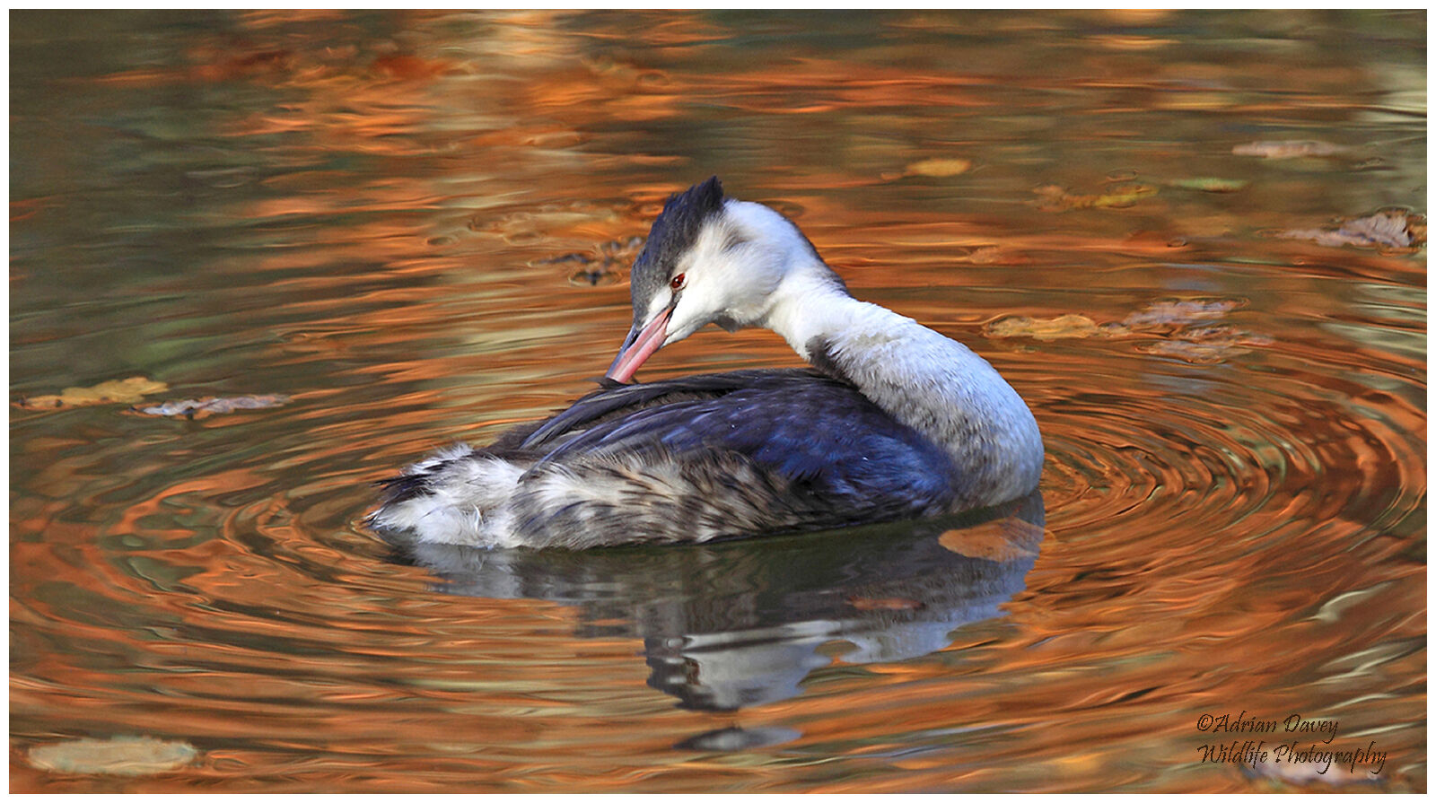 Autumn Grebe 1