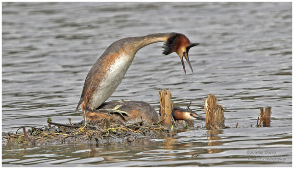Great Crested Grebes mating.