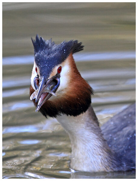 Great Crested Grebe with catch 1