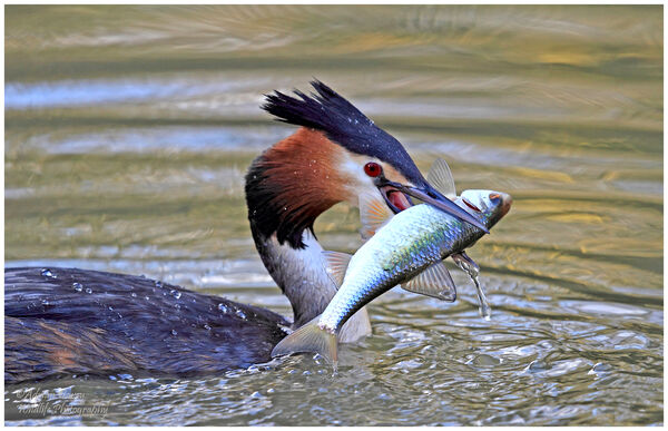 Great Crested Grebe with catch 2