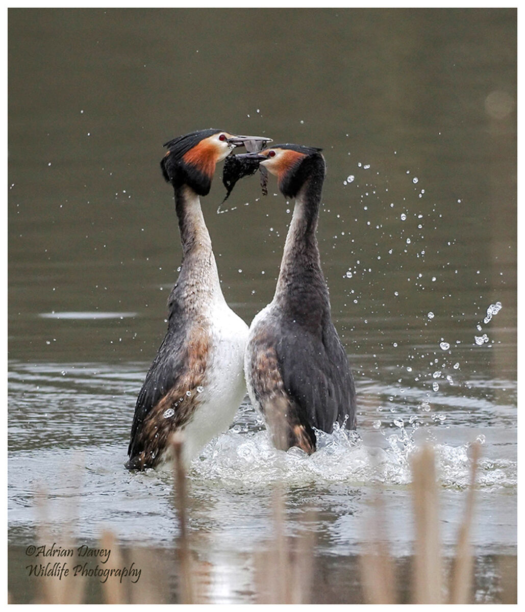 Great Crested Grebes weed dance