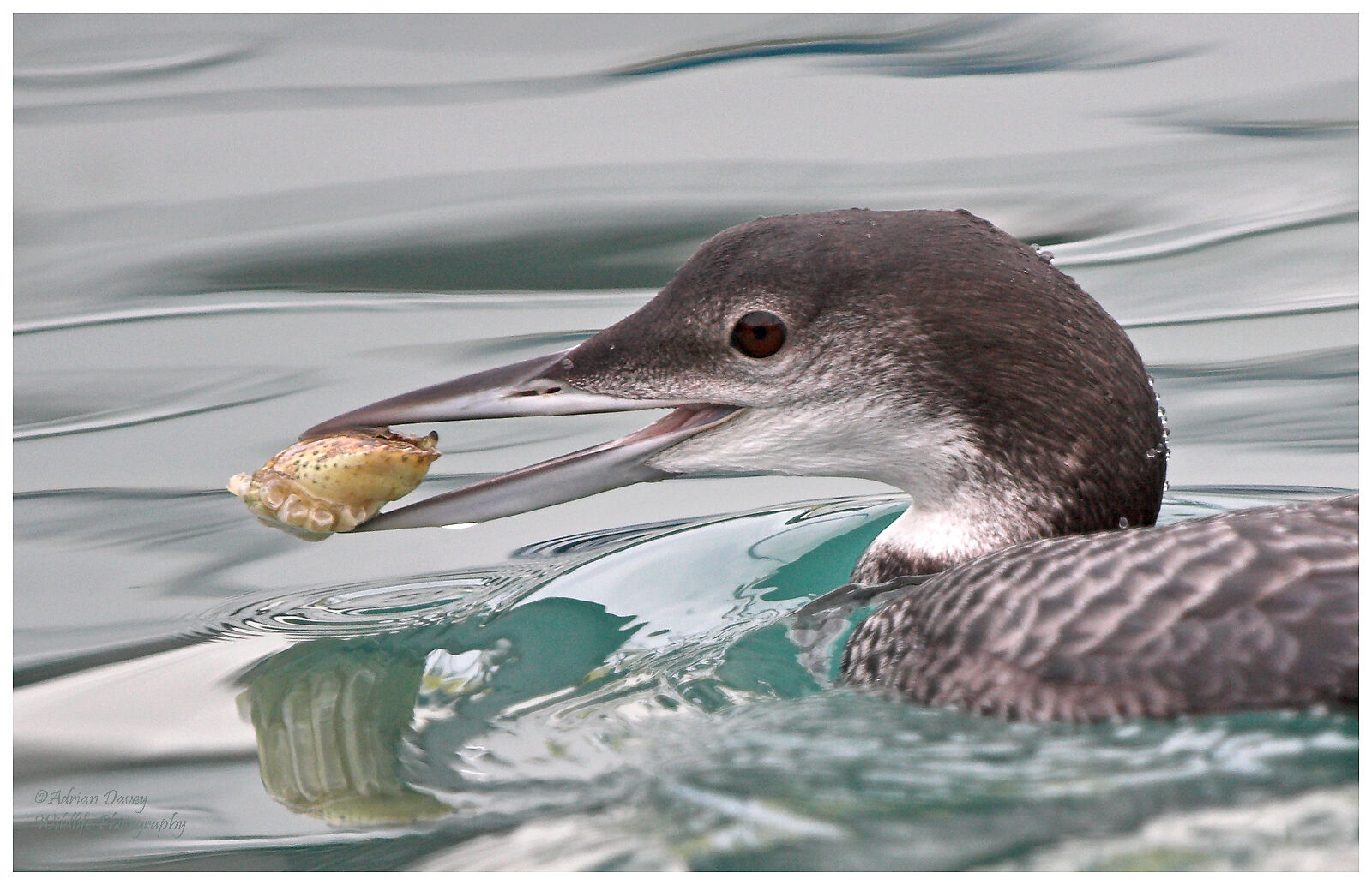 Great Northern Diver