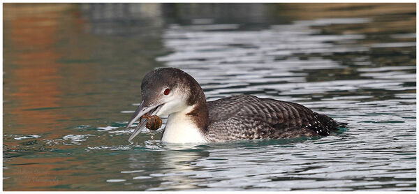 Great Northern Diver with crab