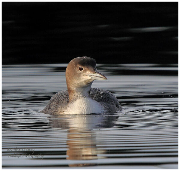 Great Northern Diver