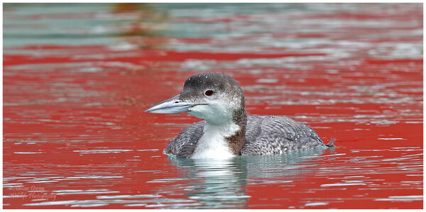 Great Northern Diver on red water
