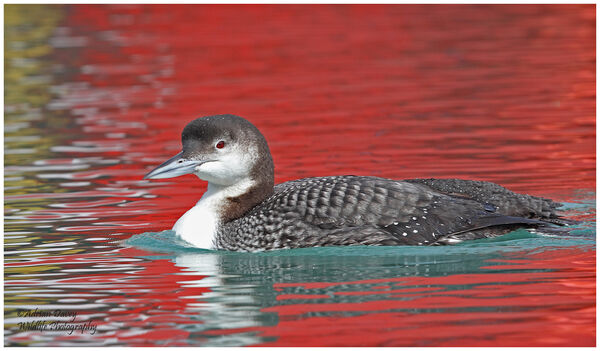 Great Northern Diver on red water 2