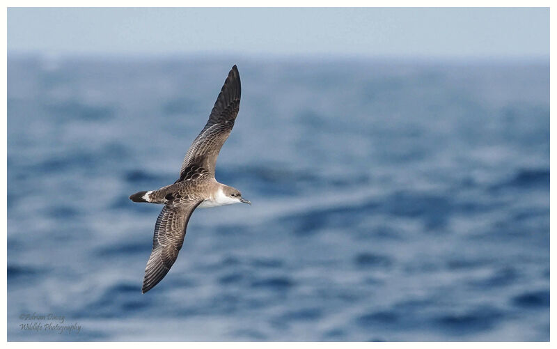 Great Shearwater