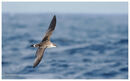Great Shearwater