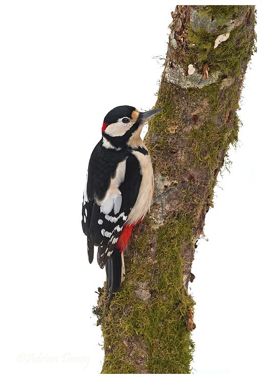 Great Spotted Woodpecker male
