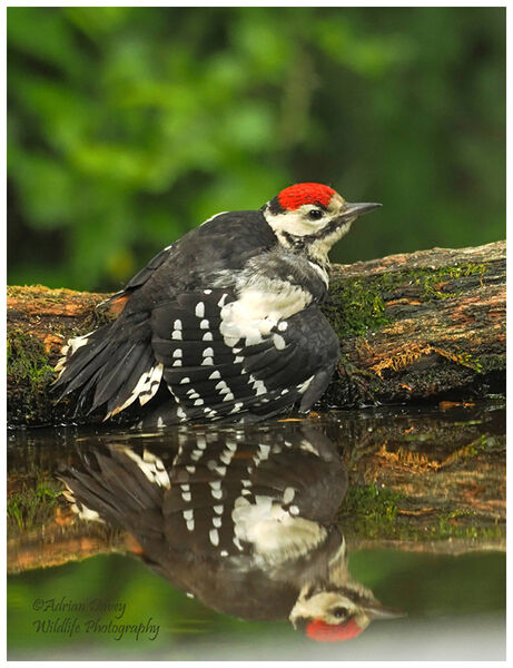 Juvenile Great Spotted Woodpecker thinking about taking a dip.