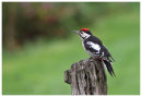 Great Spotted Woodpecker juvenile