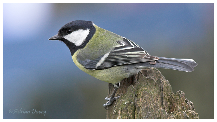 Great Tit