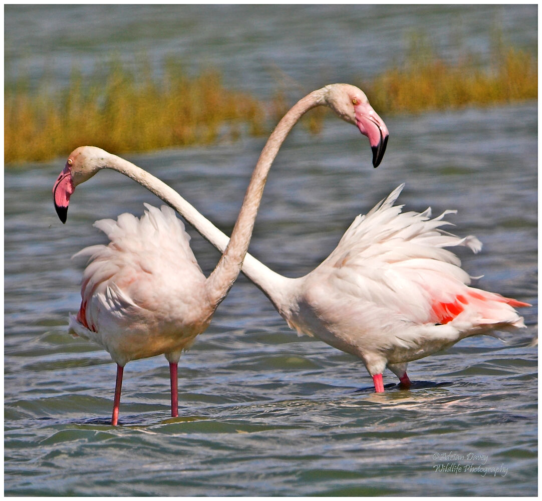 Greater Flamingoes.