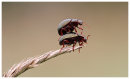 Green Leaf Beetle