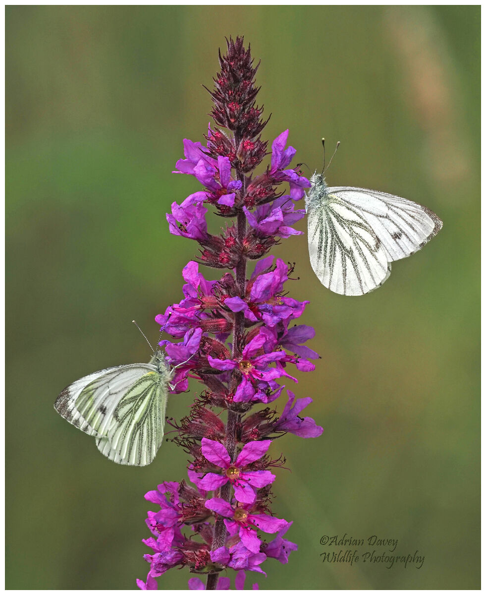 Green Veined Whites on Purple Loosestrife