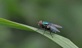 More home wildlife