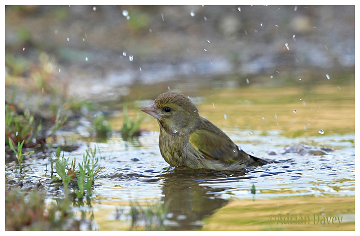 Greenfinch bathing