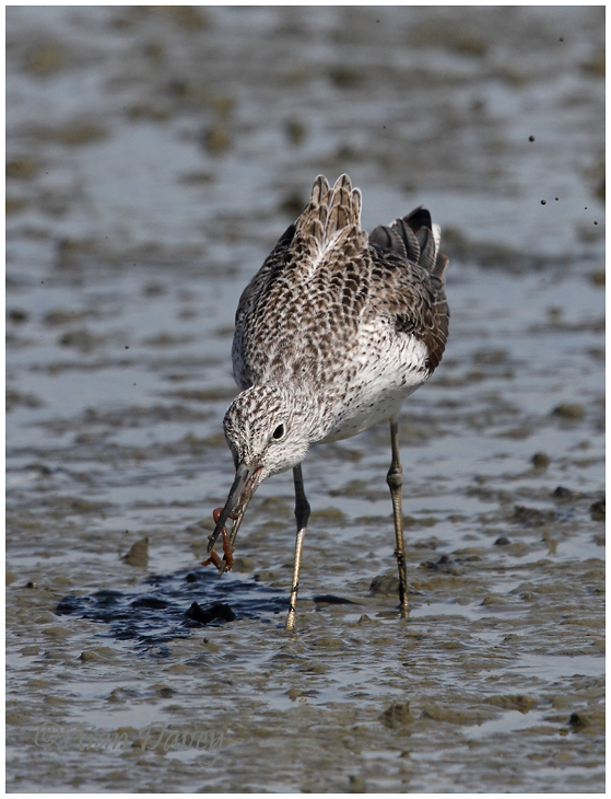 Greenshank