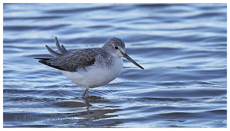 Greenshank