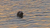 Grey Seal