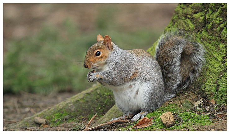 Grey Squirrel