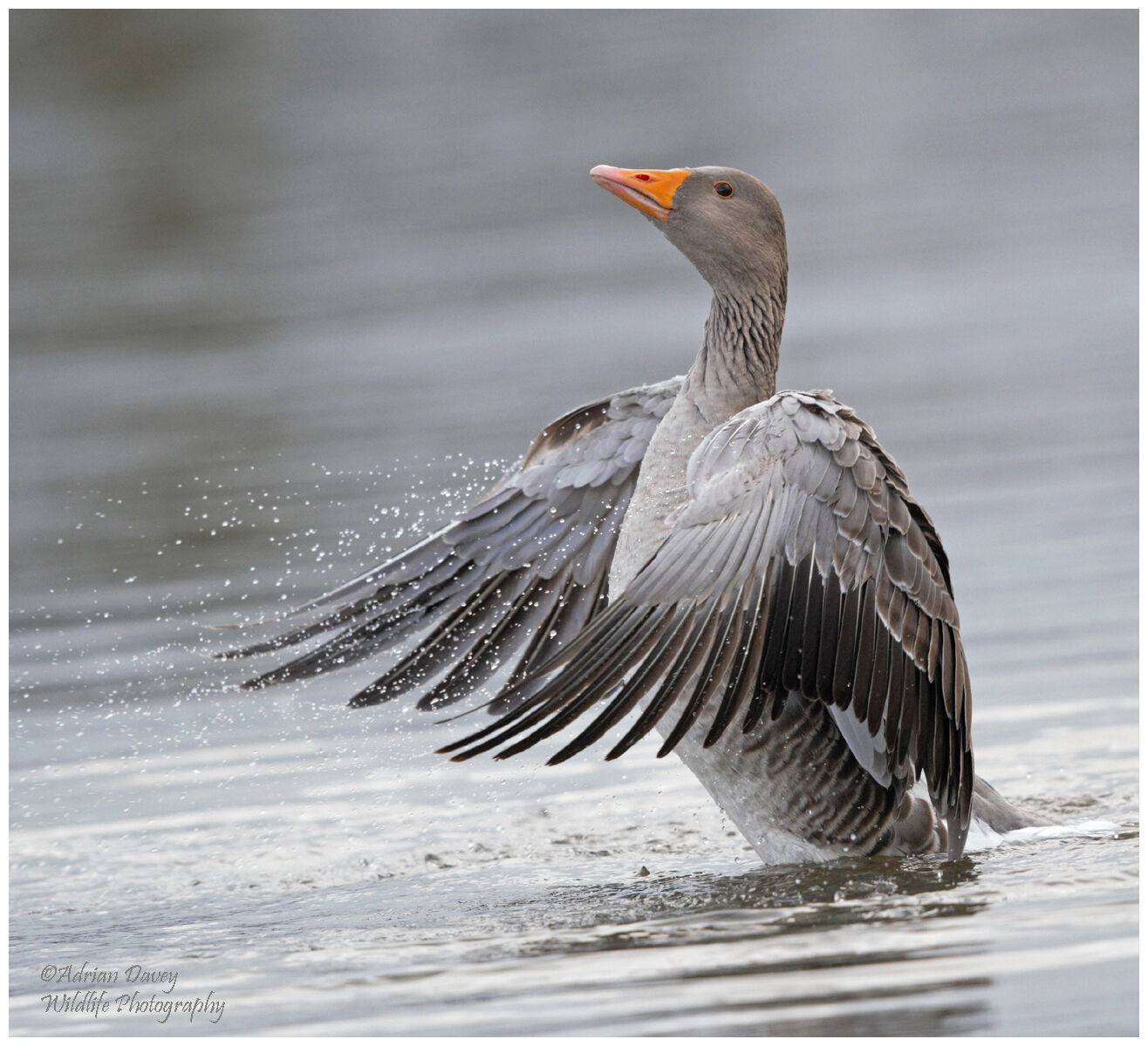 Greylag bathing