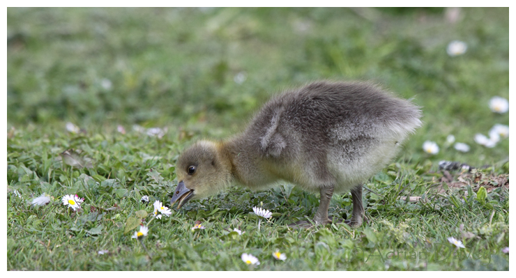 Greylag Gosling