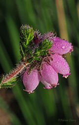 Heathland