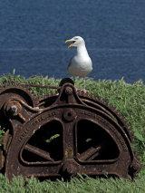 Firth of Forth Islands