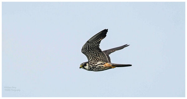 Hobby