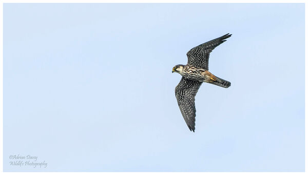 Hobby